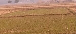 सुरौंधा में बिक्री के लिए आवासीय प्लॉट | Main Road Property.